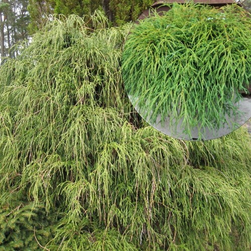 Chamaecyparis pisifera 'Filifera Nana' - Mägi-ebaküpress 'Filifera Nana' C5/5L